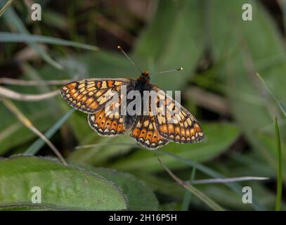 Marsh Fritillary, Eurodryas aurinia, in feuchtem Grasland im Frühjahr, Stockfoto