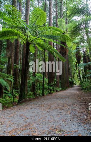 Trail durch Whakarewarewa Redwood Forest in Rotorua, Neuseeland Stockfoto