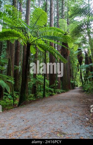 Trail durch Whakarewarewa Redwood Forest in Rotorua, Neuseeland Stockfoto