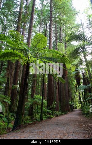 Trail durch Whakarewarewa Redwood Forest in Rotorua, Neuseeland Stockfoto