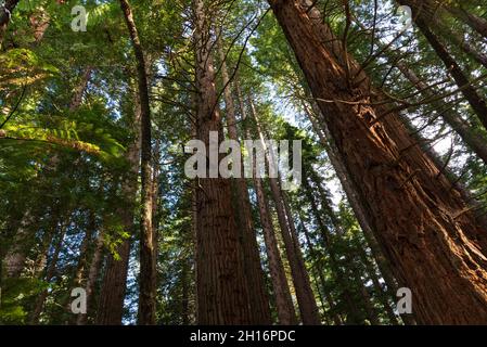 Hohe Redwood-Bäume im Whakarewarewa Redwood Forest in Rotorua, Neuseeland Stockfoto