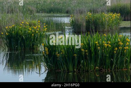 Großer Klumpen gelber Flagge, Iris pseudacorus, in flachem See bei Ham Wall, Somerset. Stockfoto