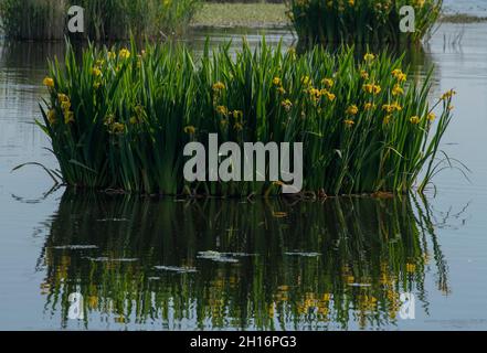 Großer Klumpen gelber Flagge, Iris pseudacorus, in flachem See bei Ham Wall, Somerset. Stockfoto