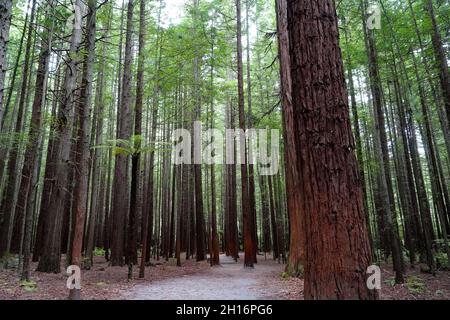 Redwood Bäume in Whakarewarewa Redwood Wald in Rotorua, Neuseeland Stockfoto