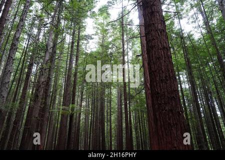 Redwood Bäume in Whakarewarewa Redwood Wald in Rotorua, Neuseeland Stockfoto