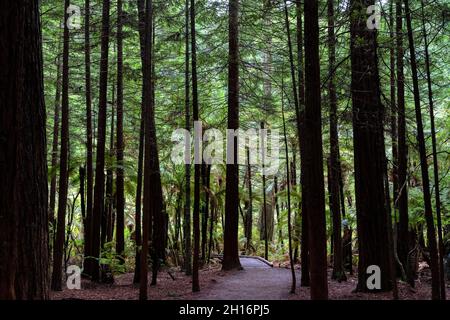 Ein Weg durch den Whakarewarewa Redwood Forest in Rotorua, Neuseeland Stockfoto