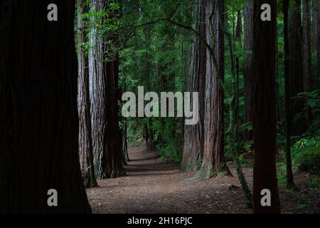 Ein Weg durch den Whakarewarewa Redwood Forest in Rotorua, Neuseeland Stockfoto