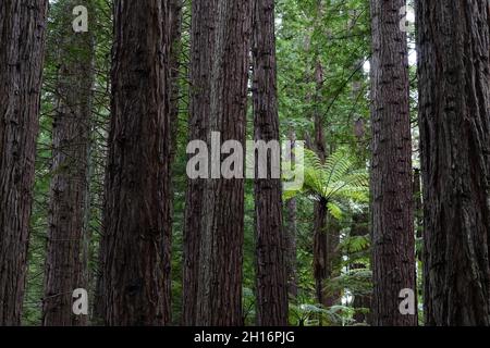Redwood Bäume in Whakarewarewa Redwood Wald in Rotorua, Neuseeland Stockfoto