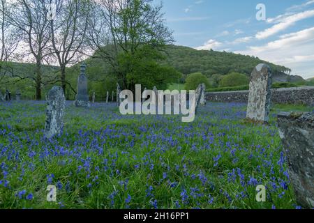 Messe der Bluegells auf dem ländlichen Kirchhof: St. Paulinus Church, Ystradffin, Carmarthenshire, Wales. Stockfoto