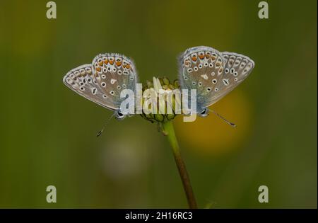 Zwei männliche gewöhnliche blaue Schmetterlinge, Polyommatus icarus, brüten auf Oxeye Daisy Knospe. Abend. Stockfoto