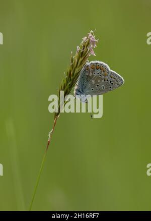 Männlicher Blauer Schmetterling, Polyommatus icarus, auf Grasblumen brüllend, Abend. Stockfoto