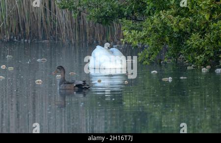 Stumme Schwäne, Cygnus olor, mit jungen Cygnets; frühmorgens im Frühling, Somerset-Level. Mutter (Stift), die das Junge trägt. Gadwall in der Nähe. Stockfoto