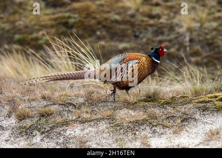 Gemeiner Feldfasane auf der Wiese im Naturschutzgebiet Amrum, Norddeutschland in Europa Stockfoto