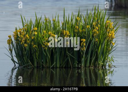 Großer Klumpen gelber Flagge, Iris pseudacorus, in flachem See bei Ham Wall, Somerset. Stockfoto