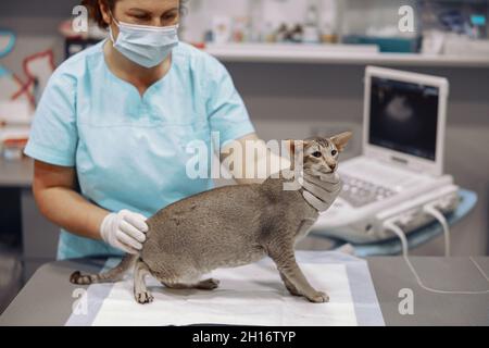 Professioneller Tierarzt in Maske untersucht graue Katze sitzt in modernen Klinik Büro Stockfoto