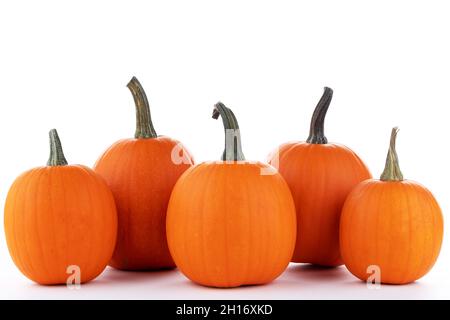 Fünf Kürbisse in einer Reihe isoliert auf weißem Hintergrund, Danksagedanken, halloween-Konzept Stockfoto