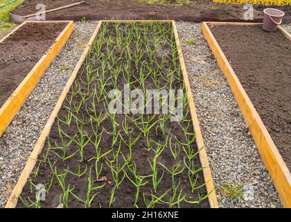 Anbau von Knoblauch und Zwiebeln, Holzbeete für den Gemüseanbau nach den Grundsätzen des ökologischen Landbaus. Gartenwege mit bestreut Stockfoto