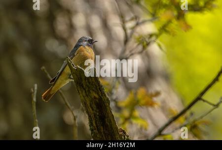 Männchen Rotkiefer, Phoenicurus phoenicurus, in Eiche mit Nistloch thront. Wales. Stockfoto