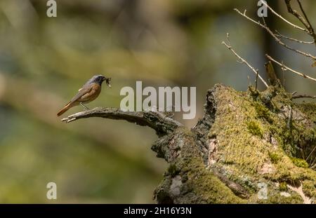 Männchen Rotkiefer, Phoenicurus phoenicurus, in Eiche mit Nistloch thront. Wales. Stockfoto