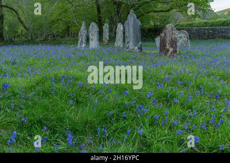 Messe der Bluegells auf dem ländlichen Kirchhof: St. Paulinus Church, Ystradffin, Carmarthenshire, Wales. Stockfoto