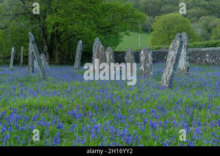 Messe der Bluegells auf dem ländlichen Kirchhof: St. Paulinus Church, Ystradffin, Carmarthenshire, Wales. Stockfoto