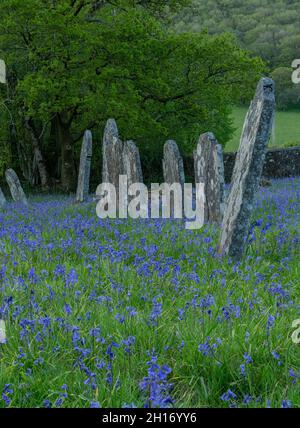 Messe der Bluegells auf dem ländlichen Kirchhof: St. Paulinus Church, Ystradffin, Carmarthenshire, Wales. Stockfoto