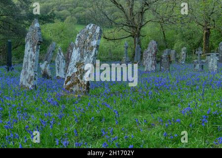 Messe der Bluegells auf dem ländlichen Kirchhof: St. Paulinus Church, Ystradffin, Carmarthenshire, Wales. Stockfoto