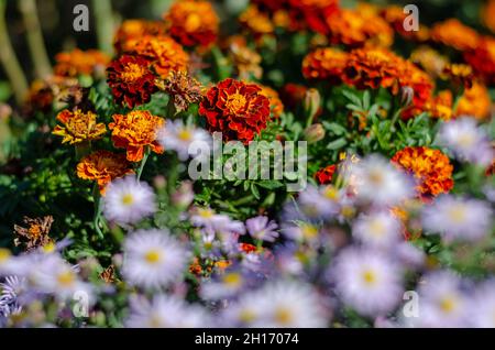 Tagesetes und alpine Aster in einem Blumenbeet. Orangene und blaue Zierblumen. Floristik. Selektiver Fokus. Stockfoto