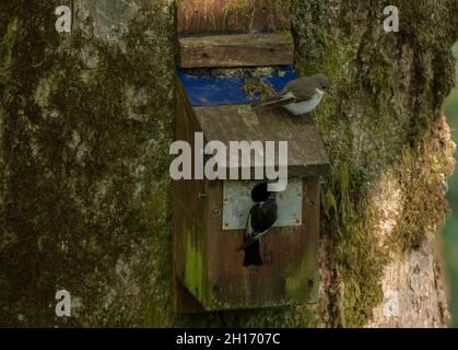 Männlicher und weiblicher Rattenschnepper, Ficedula hypoleuca, an ihrem Nistkasten im Gwenffrwd-Dinas Reservat, Mid-Wales. Stockfoto