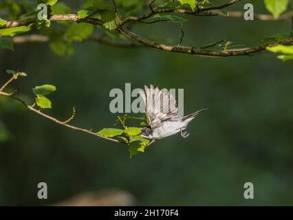 Männchen-Schwungfänger, Ficedula hypoleuca, im Flug in der Nähe seiner Niststelle in alten Eichenwäldern. Stockfoto