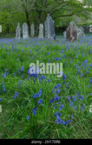 Messe der Bluegells auf dem ländlichen Kirchhof: St. Paulinus Church, Ystradffin, Carmarthenshire, Wales. Stockfoto