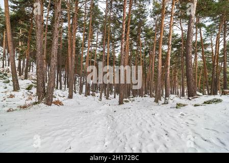 Hohe, mit Reif bedeckte Bäume wachsen auf verschneiten Böden in dichten Wäldern an kalten Wintertagen im Nationalpark von Spanien Stockfoto