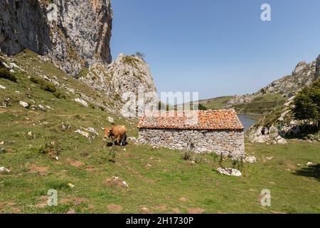 Braune Kuh grast an der grünen grasbewachsenen Küste in der Nähe von Steinschutzhaus gegen felsige Berge und blauen Himmel in Asturien am Sommertag Stockfoto
