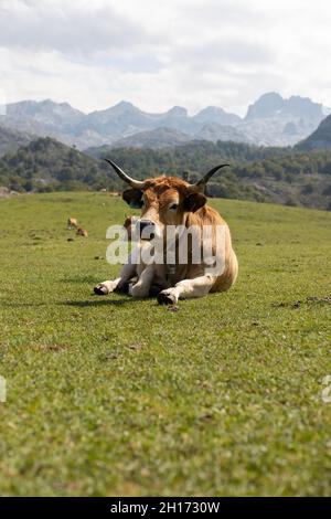Braune Kühe grasen an der grünen grasbewachsenen Küste vor felsigen Bergen und blauem Himmel in Asturien am Sommertag Stockfoto