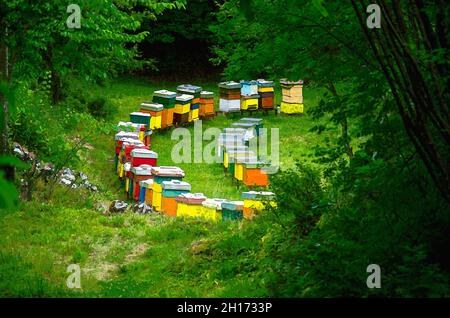 Aquarell Zeichnung von Reihen von bunten hölzernen Bienenstöcken in Waldwiesenrodung, Berge von Montenegro Stockfoto