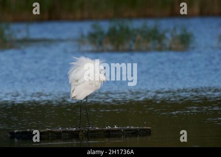 Großer Weißer Reiher (Ardea alba), der auf einem See an der Ham Wall in Somerset, Großbritannien, aufpreht. Stockfoto