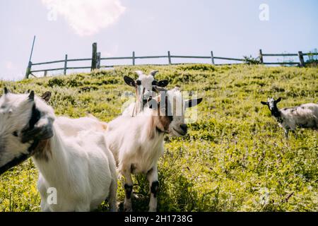 Kleine Herde von niedlichen weißen braunen flauschigen Ziegen, die auf grünen grasbewachsenen Hängen stehen und am Sommertag mit einem Holzzaun auf verschwommenem Hintergrund auf die Kamera starren Stockfoto