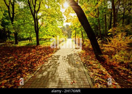 Gehweg im Herbstpark. Sonnenlicht beleuchtet den Wanderweg. Natürliche Landschaft. Schattige Gasse im Herbst. Herbstliche Gasse. Stockfoto