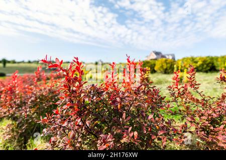 Schöne malerische helle Landschaft Blick auf bunte rote Berberdorsch Sträucher wachsen in ornamental englischen Park Garten gegen Villa maison blau Stockfoto
