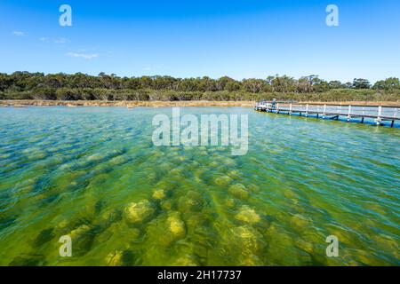 Thrombolites sind 2,000 Jahre alte Strukturen, eine beliebte Touristenattraktion am Lake Clifton, Western Australia, WA, Australien Stockfoto