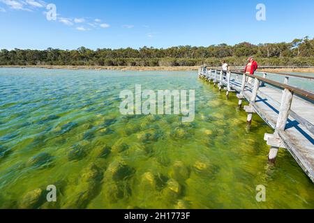 Touristen, die Thromboliten, 2000 Jahre alte Strukturen am Lake Clifton, einer beliebten Touristenattraktion Western Australia, WA, Australien, betrachten Stockfoto