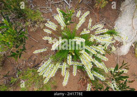 Stackhousia Candles blüht im Frühling im Leeuwin-Naturaliste National Park, Western Australia, WA, Australien Stockfoto