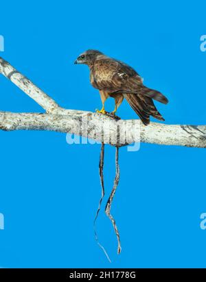 Black Kite (Milvus migrans), der auf einem Baum mit einer toten Schlange thront, die Kimberleys, Western Australia, WA, Australien Stockfoto