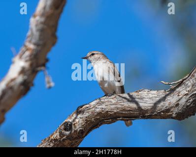 Ein Jacky Winter (Microeca fascinans) an einem Abzweig, Gibb River Road, Kimberley, Western Australia, WA, Australien Stockfoto