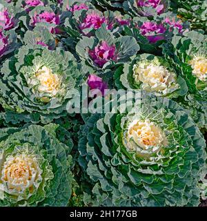 Frische lila und weißen Kohl brassica oleracea Pflanzenblätter Stockfoto