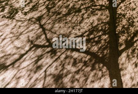 Schatten von einem Baum an einer gelben Wand an einem sonnigen Tag. Stockfoto