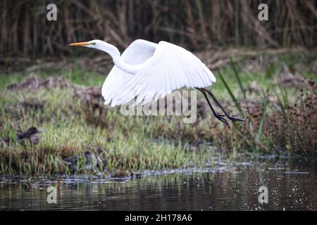 Großer Weißer Reiher im Flug bei RSPB Leighton Moss Stockfoto