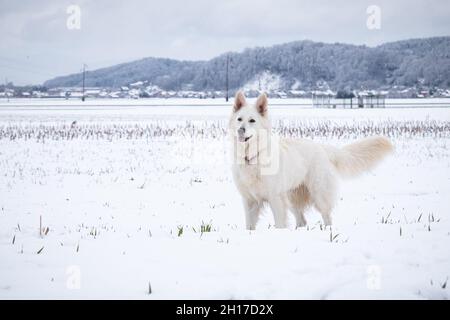 Weißer Schweizer Schäferhund auf Schnee im Winter. Erwachsene berger Blanc Rasse. Stockfoto