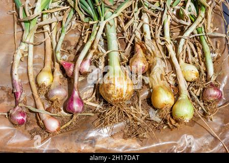 Nahaufnahme einer Auswahl von Zwiebeln mit ihren grünen Stielen in der Sonne, die nach der Ernte austrocknet. Stockfoto