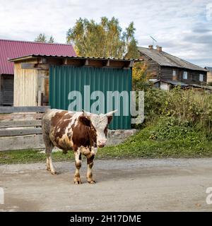Ein Stier grast auf der Straße eines karelischen Dorfes. Ayrshire-Rinder sind eine Rasse von Milchvieh aus Ayrshire im Südwesten Schottlands. Stockfoto